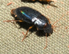Harpalina