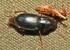Harpalina