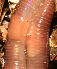 Lepidocyrtus