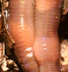 Lumbricus rubellus