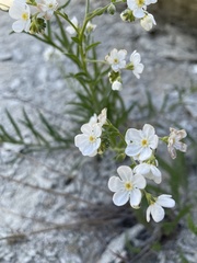 Hackelia diffusa arida