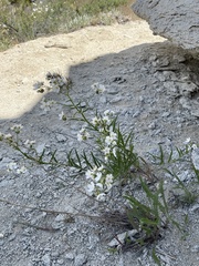 Hackelia diffusa arida