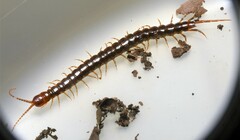 Scolopocryptops nigridius