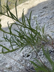 Hackelia diffusa arida