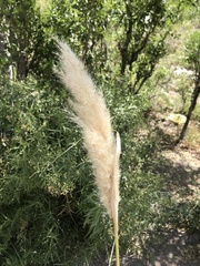 Cortaderia speciosa