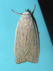 Palpidia pallidior