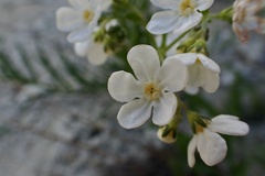 Hackelia diffusa arida