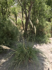Cortaderia speciosa
