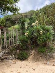 Yucca gloriosa