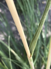 Cortaderia speciosa
