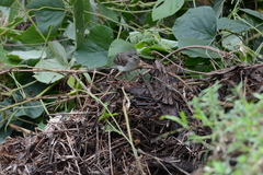 Cnemotriccus fuscatus