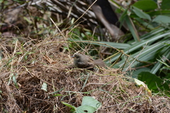 Cnemotriccus fuscatus