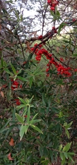 Acrotriche aggregata