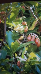 Corynocarpus laevigatus