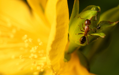 Camponotus sayi