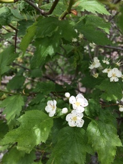 Crataegus fluviatilis