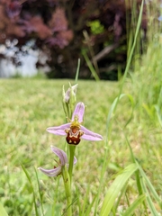 Ophrys apifera