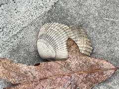Noetia ponderosa
