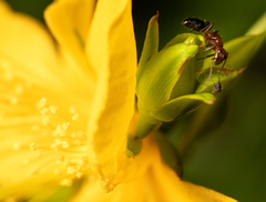 Camponotus sayi