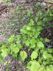 Crataegus fluviatilis