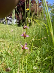 Ophrys apifera