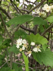 Crataegus fluviatilis