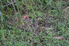 Cnemotriccus fuscatus