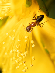 Camponotus sayi