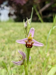 Ophrys apifera