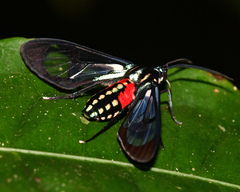 Poecilosoma eone