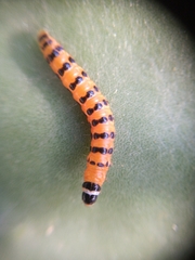 Cactoblastis cactorum