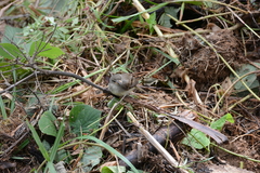 Cnemotriccus fuscatus