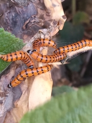 Cactoblastis cactorum