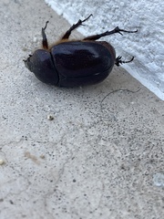 Pentodontini