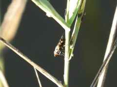 Ceroxys urticae