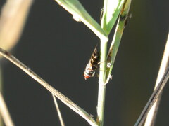 Ceroxys urticae