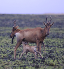 Alcelaphus buselaphus caama