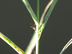 Ceroxys urticae