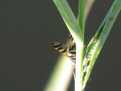 Ceroxys urticae