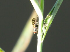 Ceroxys urticae