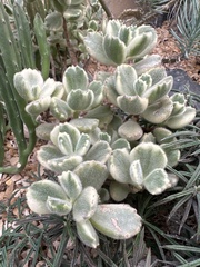 Cotyledon tomentosa tomentosa