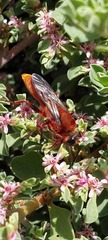 Sphex latreillei