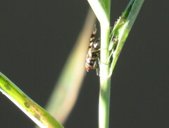 Ceroxys urticae