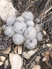 Escobaria sneedii leei