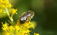 Colletes compactus