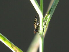 Ceroxys urticae