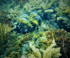Notolabrus parilus