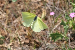 Gonepteryx farinosa