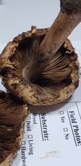 Inocybe dulciolens