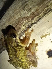 Scinax nasicus